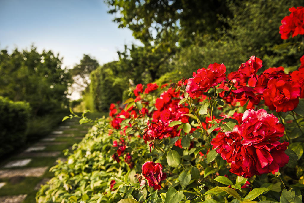 Corte Delle Cicale Bed & Breakfast Bardolino Eksteriør bilde